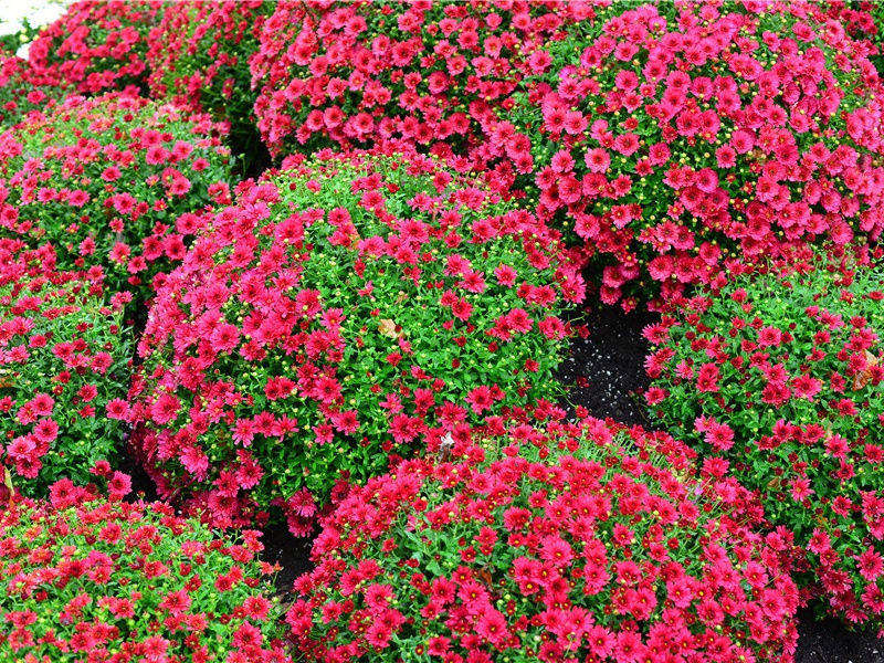 "涧树含朝雨,山鸟哢馀春"出处意思赏析