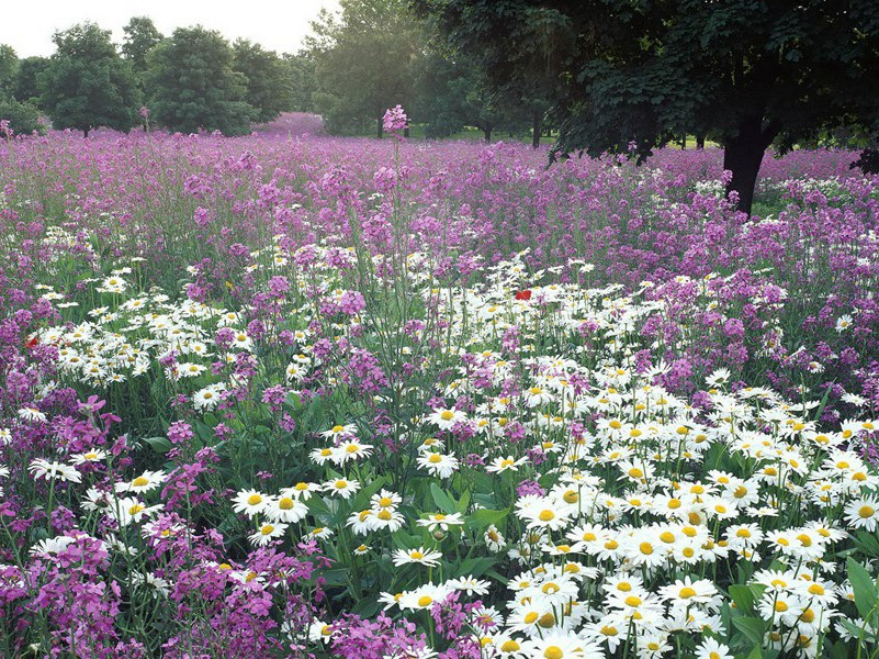 《己酉岁九月九日》赏析陶渊明的诗