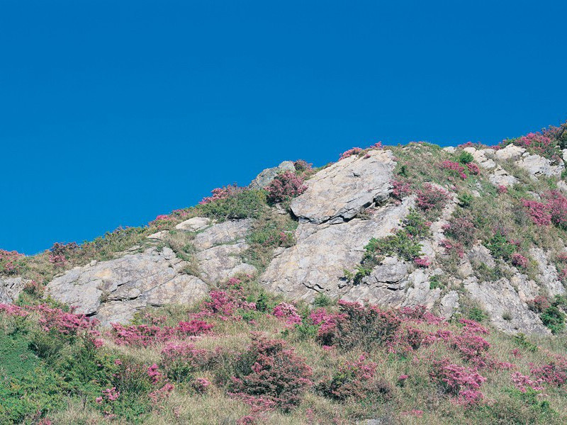 "舟行三峡乱峰间,雪浪如山毛骨寒"出处意思赏析